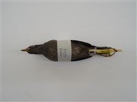 藏品(白尾八哥)的圖片